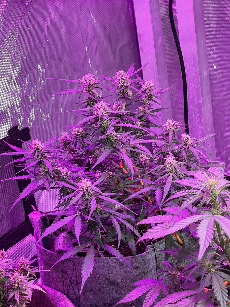 UNITFARM_led's tweet photo. #repost from u/stiinothegringo

UF4000, 360W &amp; Upgrade driver
🌱CS$199.99 in https://t.co/5IpcX38sGu 🌱🎉
🌱$209.99 in https://t.co/eeQvzCy3YZ 🌱

#ledgrow #ledgrown #ledgrowlights #ledgrowlight #ledplantlight #ledgrowlightbar #lm301h #growlights #growlight #growlighting https://t.co/1pcaf39crJ