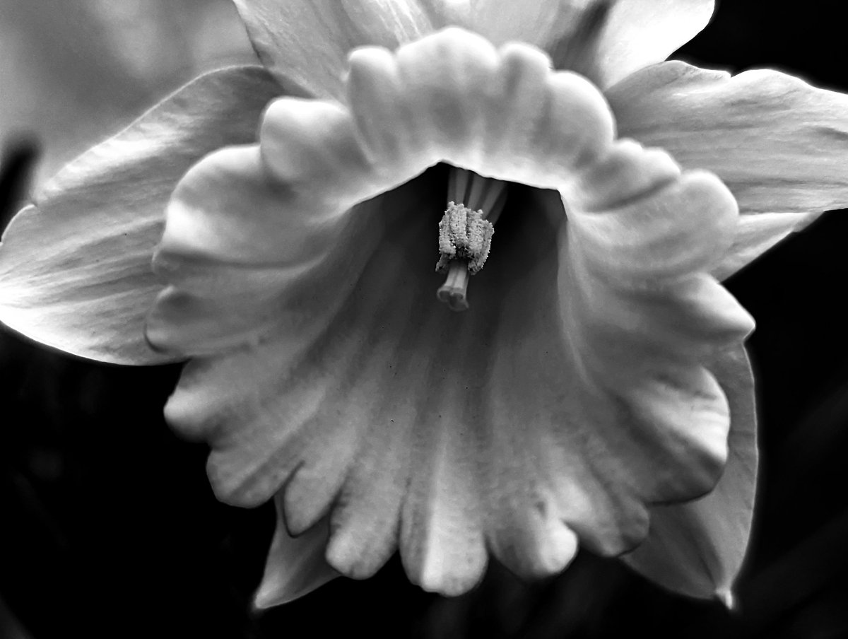 TIHSON2's tweet photo. I'm Victoria, BC, Canada, they are everywhere.
#tihson2 #blackandwhite #bnw #blackandwhitephotography #bnwsouls #badass_bnw #photography #rawbnw #bnwphotography #abstractphotography #fineartphotography #dailyphotography  #highcontrastbw https://t.co/oObOvSZzI2