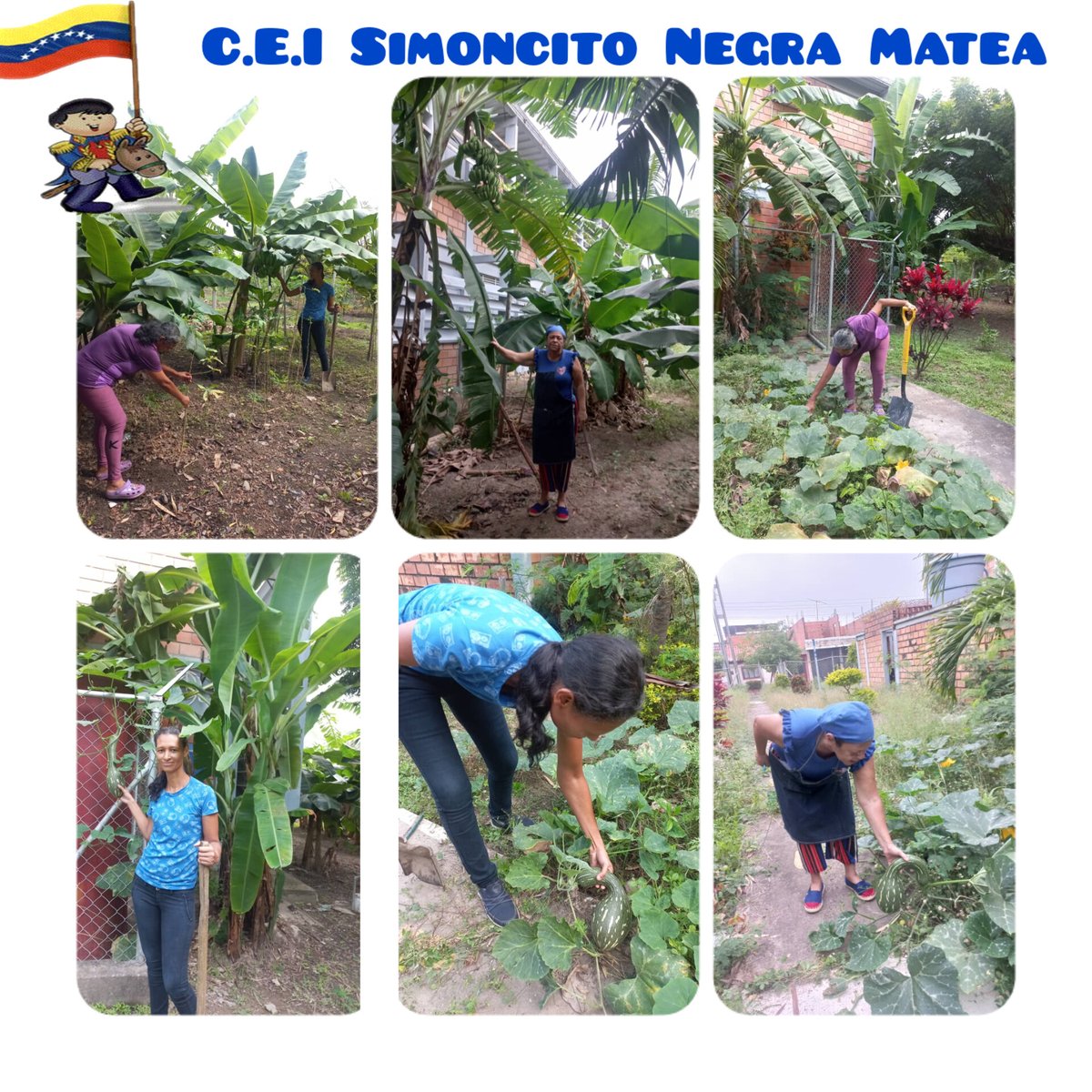 simoncito negra matea tweet media