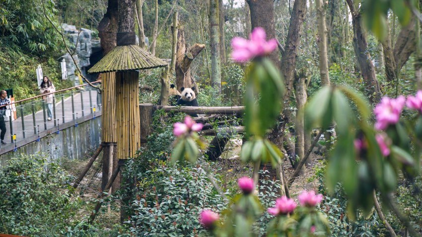 test Twitter Media - Splendidly blooming rhododendron flowers perk up the springtime of adorable pandas at the Chengdu Research Base of Giant Panda Breeding in southwest China's Sichuan Province. https://t.co/evMaMAUNjZ