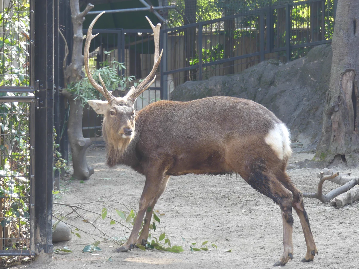 上野動物園［公式］ on X: 