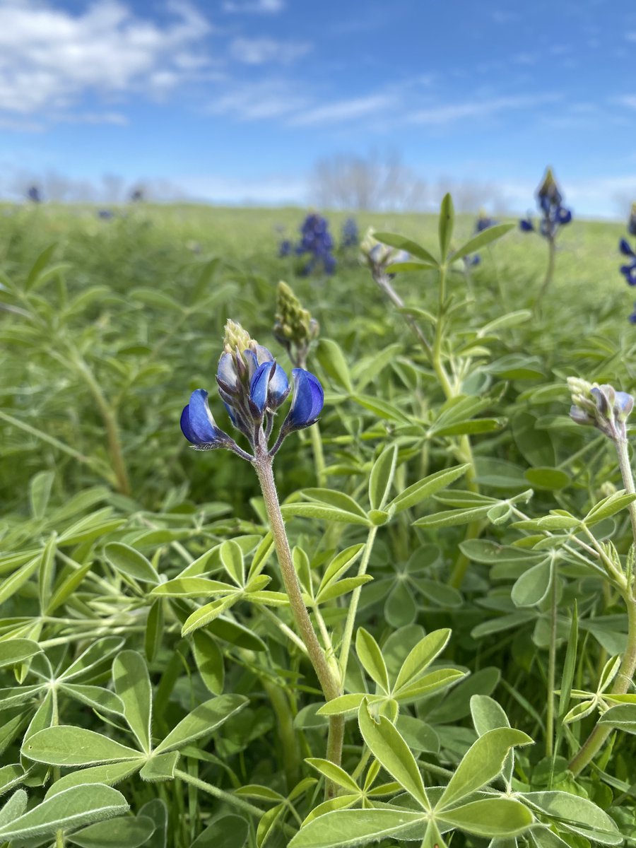 Bluebonnet Status 3/20/23: You can see from the photos that the bluebonnets in the Ennis area need more time.  How much time? Depends on the amount of rain &amp; sunshine we will get.  Visit bluebonnettrail.org for more info.
#ennisbluebonnets23 #ennistx #bluebonnets2023