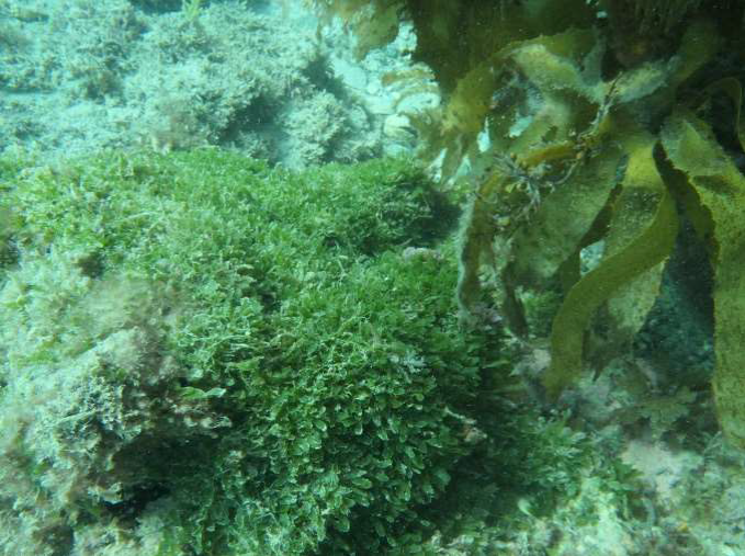 FindNz's tweet photo. Watch out for marine weeds! Exotic Caulerpa could arrive in Northland and Coromandel having already infested bays in Aotea Great Barrier Island and Ahuahu Great Mercury Island.
Check out our Weedy Wednesday blog  https://t.co/a3rsybxlDj https://t.co/pJigEvLGR5