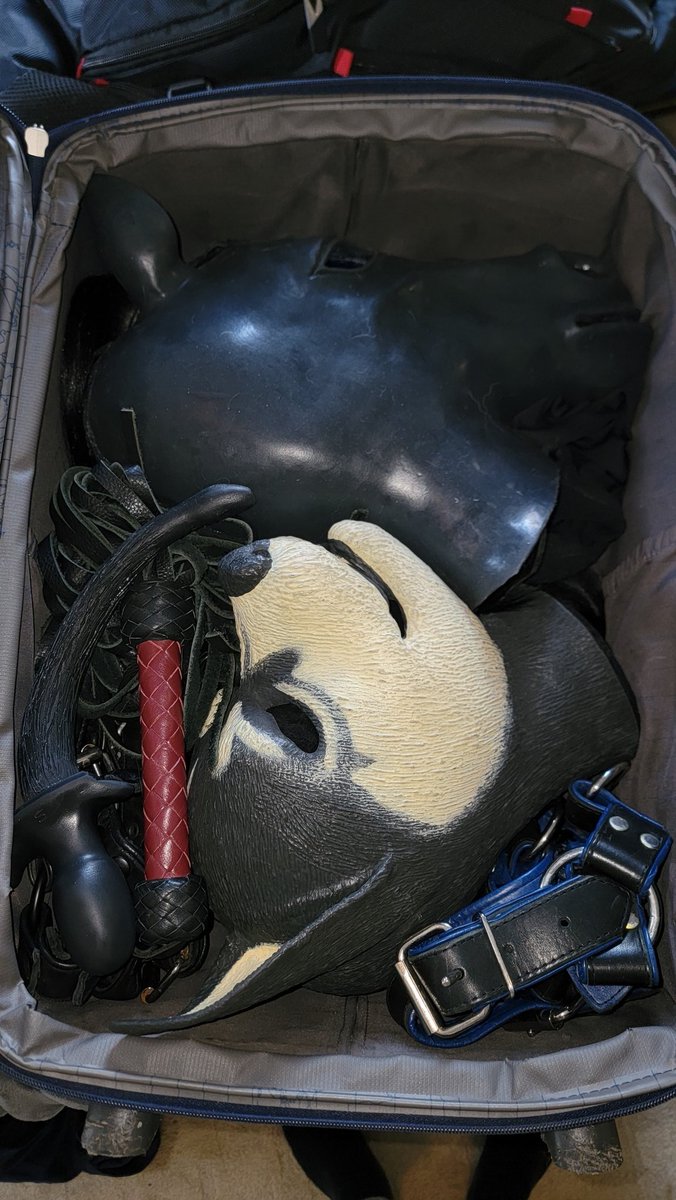 PupGalen's tweet photo. Packed and ready to travel! https://t.co/cPvanj6ExW