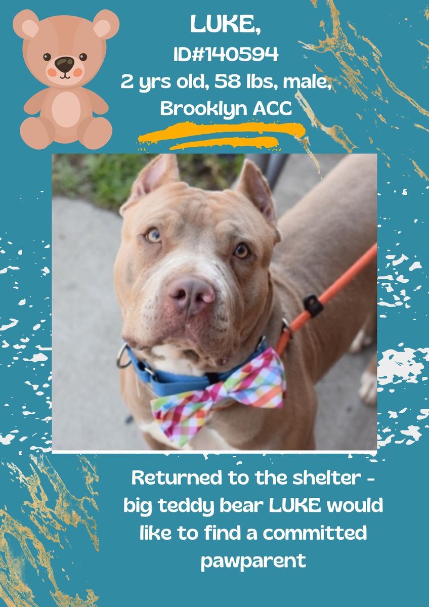 MyBoxerLuvMac1's tweet photo. 💔Luke💔
#NYCACC #140594 2yr
▪️To Be Killed: 3/23💉
▪ New Hope Only Rescue
▪To #Foster:
▪️Pls DM: @CathyPolicky
@notthesameone2
Or
▪Pls Email:
nycdogslivesmatter@gmail.com
+
▪Fcbk Notes:
https://t.co/48J5FocGAU…
▪Solo Pet
▪Live in N.East
▪No kids under 13
Tysvm
💗Luke https://t.co/2IgzM6h291