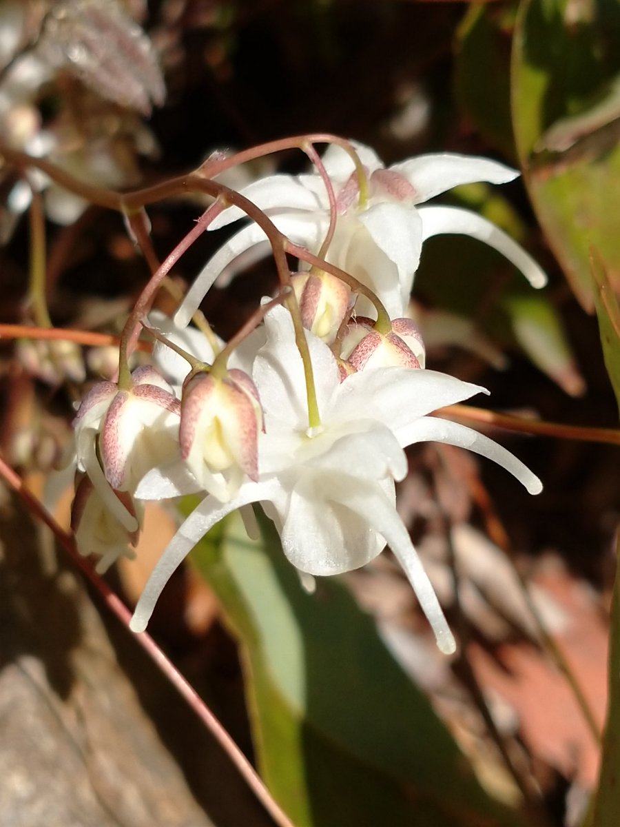 Lot415's tweet image. ユカリソウがいつの間にかたくさん咲いていました。#ユカリソウ #花