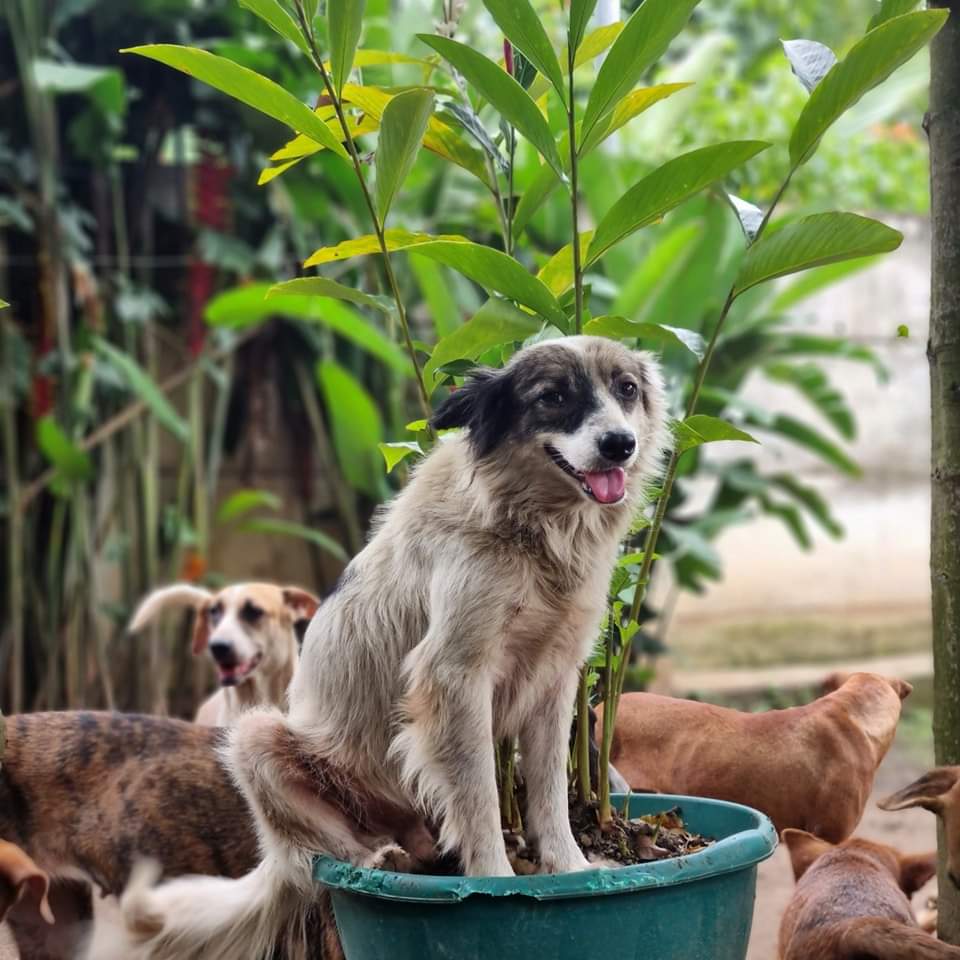 #extraviado 
Responde al nombre de PIRATA
ZONA BULEVAR CONSTITUCIÓN,  SAN SALVADOR
Mi Jardín de Peludos lo dio en adopción, y a la adoptante se le escapó cuando lo dejó solo el domingo en la noche