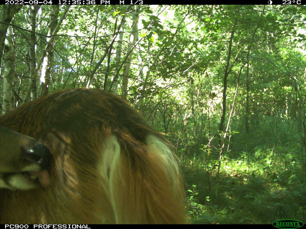 Eyes On The Wild Pictures (@eyesonwild_pics) on Twitter photo 