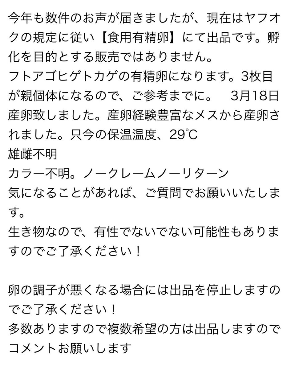 食用だって〜〜😑
美味いんかな？www

ニワトリの卵が10個で250円くらいだから〜めっちゃ高級食材ですね〜🤣🤣🤣

食べた事ある人いたら食レポお願いしたいわwww
※フトアゴヒゲトカゲの卵は食用ではございません☺️
 #フトアゴ #フトアゴヒゲトカゲ #ヤフオク