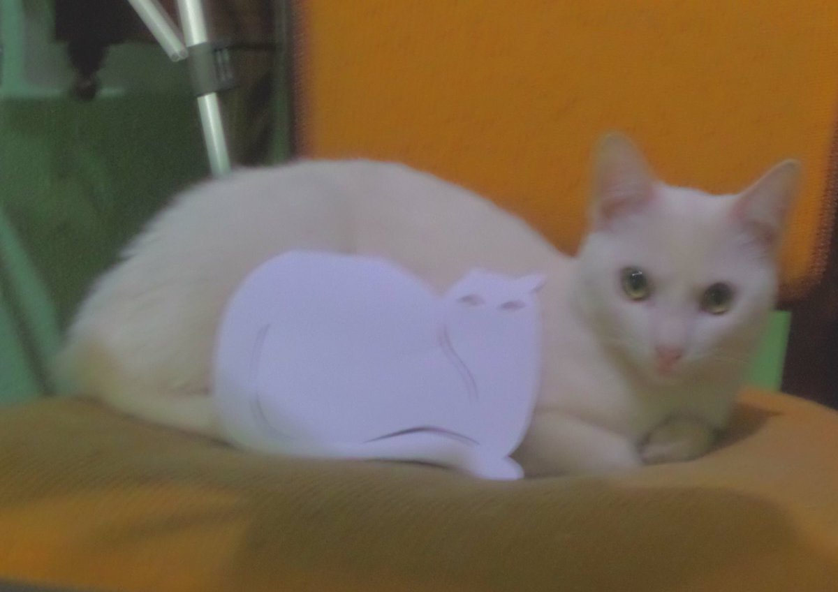 AlexKirigami's tweet photo. Astral e o kirigami
#art #gato #cat #kirigami #papel #paper https://t.co/JxcA1RZVDc