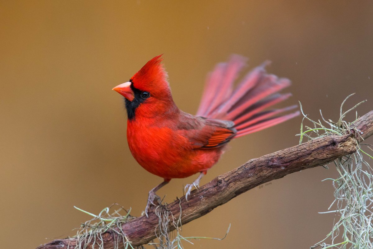 A Northern Cardinal
#twitternaturecommunity #bird #thingsoutside #naturephotography #birdphotography #wildlife #nature #twitterbirds #bird #birding