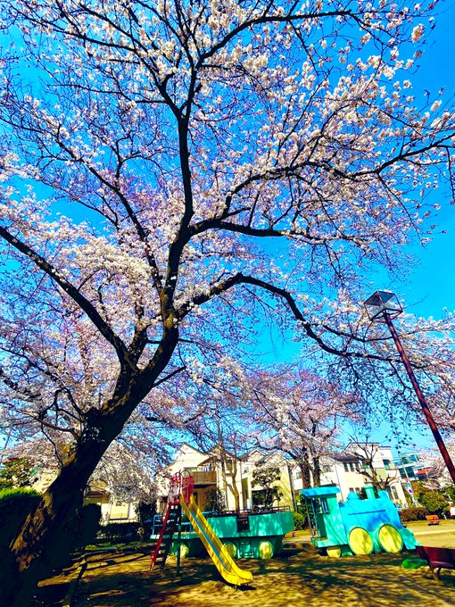 今日出勤前に家の近くの公園でちょっとしたお花見をしました〜🌸もちろん　#SOARA の　#マクガフィン　を聴きながら♫M