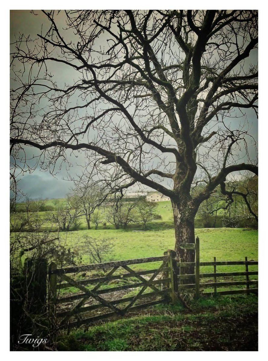 uczesany's tweet photo. A Pastoral #thicktrunktuesday #fingerpostfriday #trees https://t.co/feViSU7Wdw
