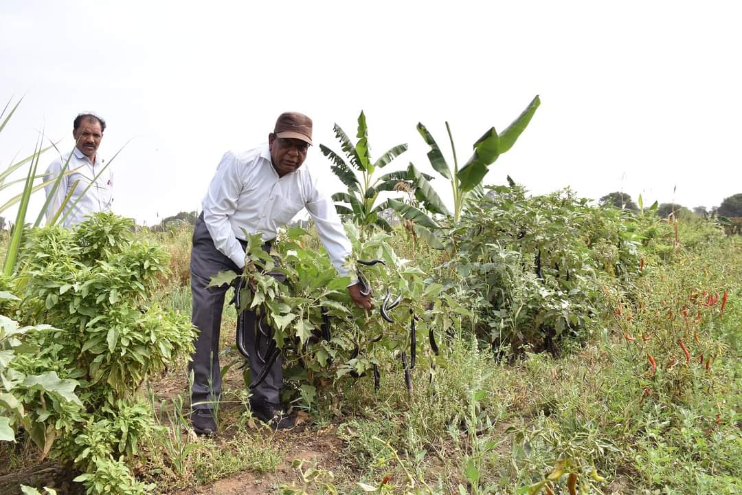 AtmaDahod's tweet image. પ્રાકૃતિક ખેતી કરતા ખેડૂતની સાફલ્યગાથા