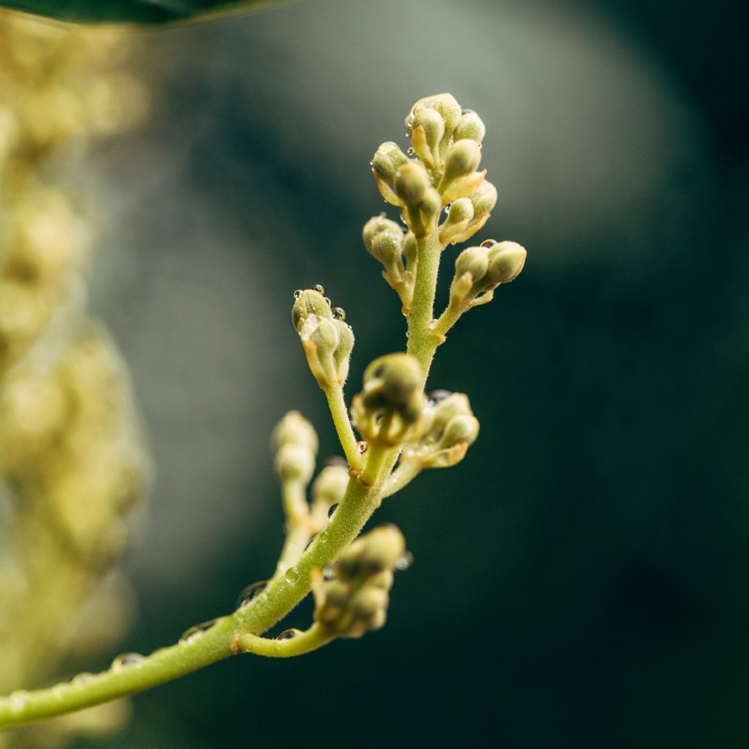 NZ_Avocado's tweet photo. Its only 1.5 weeks till the World Avocado Congress kicks off @WACNZ2023 2-5 April. With over 1100 delegates, this is going to be a once in a life time celebration of #avocados We hope to see you there! https://t.co/ZgalBBRjTC #newzealand #avocados #fruit #horticulture #avocadoes https://t.co/kVbyhQtC56