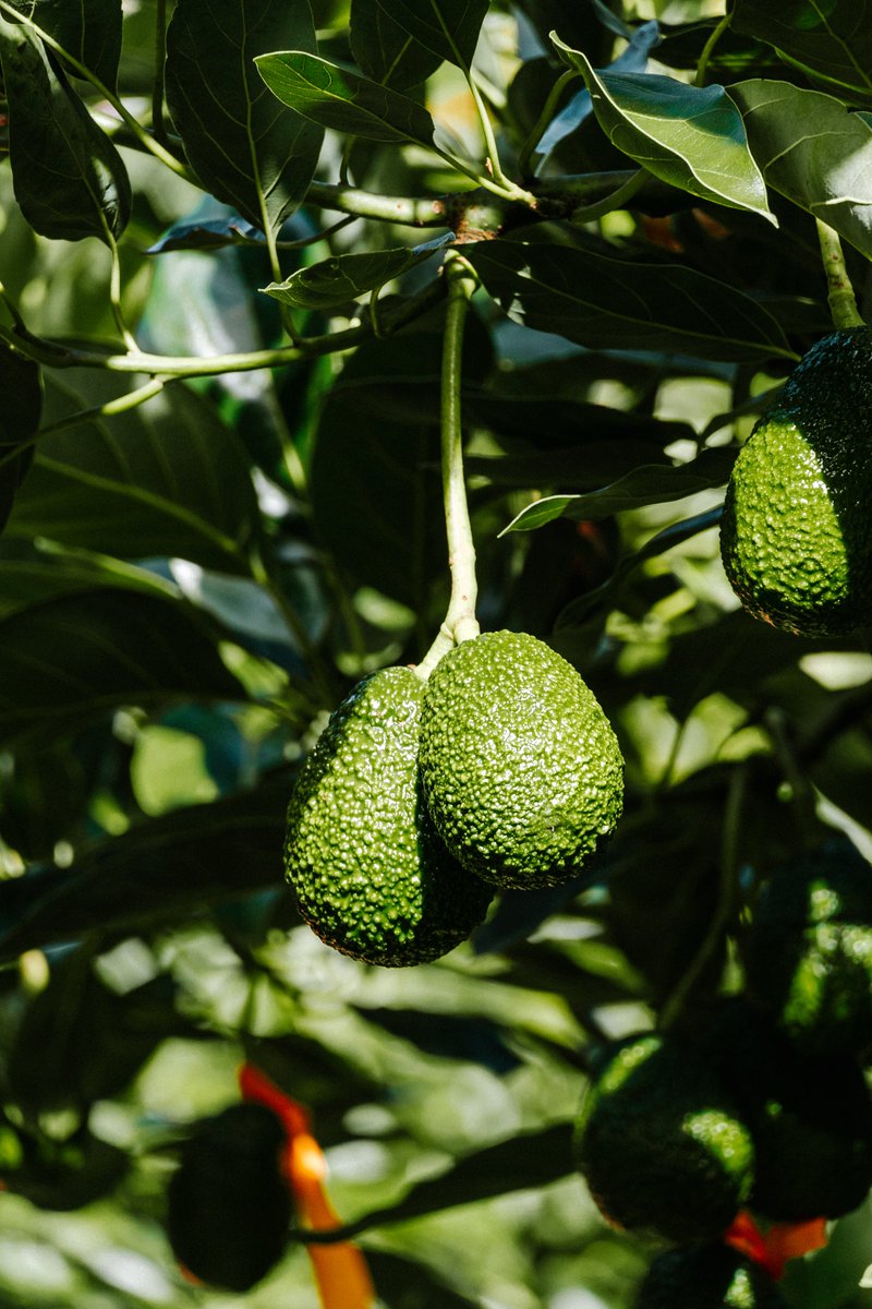 NZ_Avocado's tweet photo. Its only 1.5 weeks till the World Avocado Congress kicks off @WACNZ2023 2-5 April. With over 1100 delegates, this is going to be a once in a life time celebration of #avocados We hope to see you there! https://t.co/ZgalBBRjTC #newzealand #avocados #fruit #horticulture #avocadoes https://t.co/kVbyhQtC56
