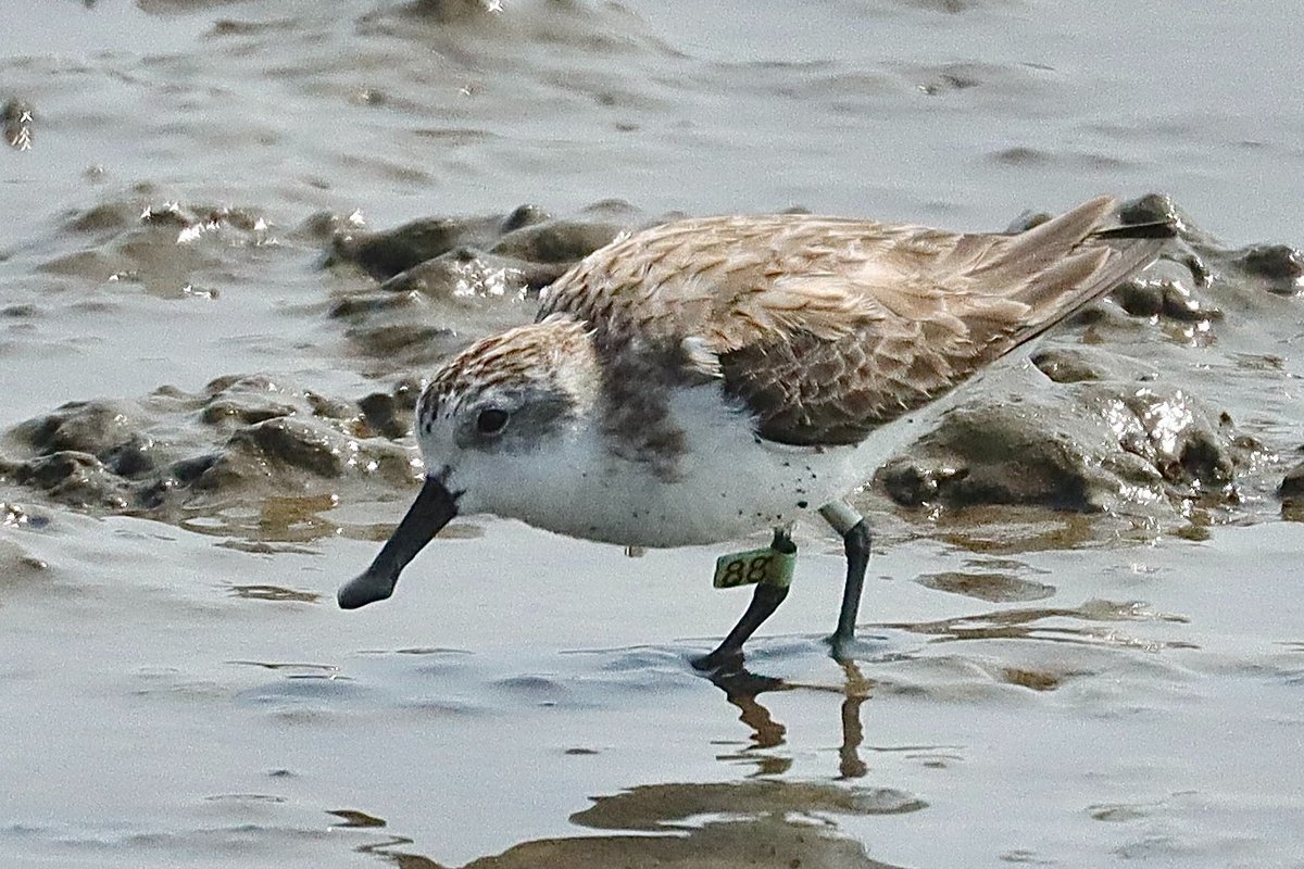twbf1988's tweet photo. Welcome back No. 88!

This critically endangered Spoon-billed Sandpiper (琵嘴鷸), was recorded in SW Taiwan's Tainan last week in an area adopted by the Chiku and Jiangjun Salt Pan Wetlands Restoration Alliance. It was last seen here in 2020.

🔗:https://t.co/hTs3qT9okA  📷張瀚柏 https://t.co/es0VUh4FoI