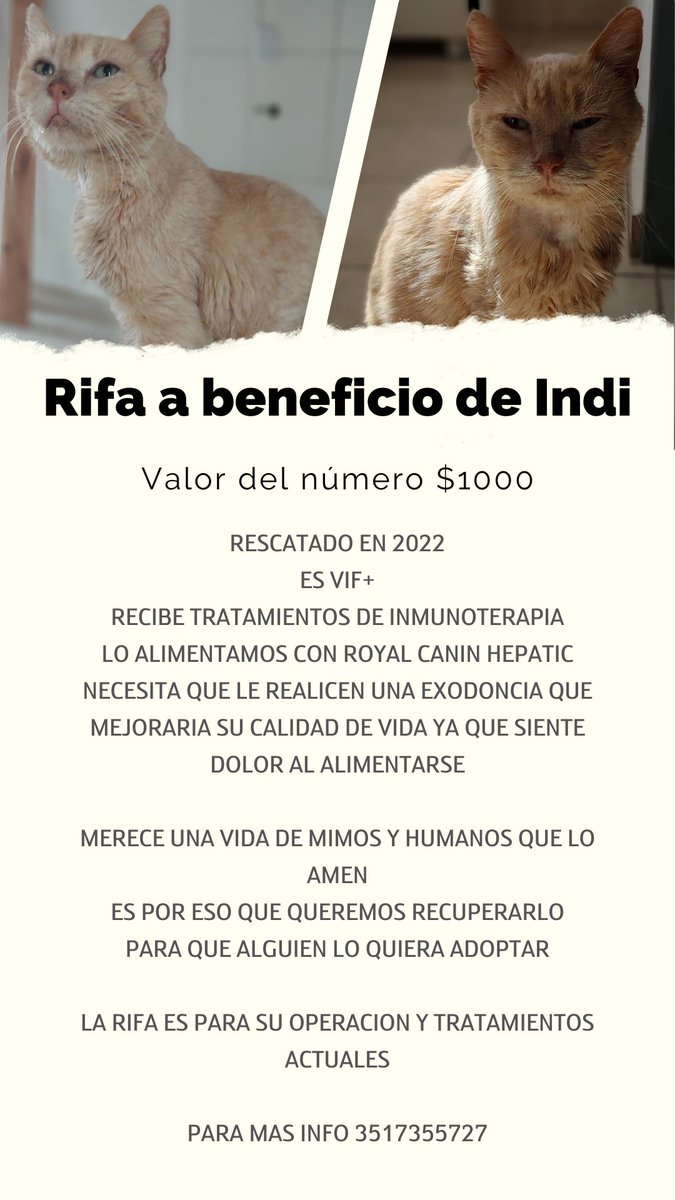Fdv86c's tweet photo. Rifa x gatito rescatado con VIF Necesita cuidados, medicación e inmunoterapia. Ibamos a hacerle una exodoncia pero como todos los valores de laboratorio le dieron mal se lo está recuperando primero. Nos ayudan a difundir? @VivireNuevaCba @Vivir_en_Guemes @andyferreyra @jorrton https://t.co/B9dbuECJ3i