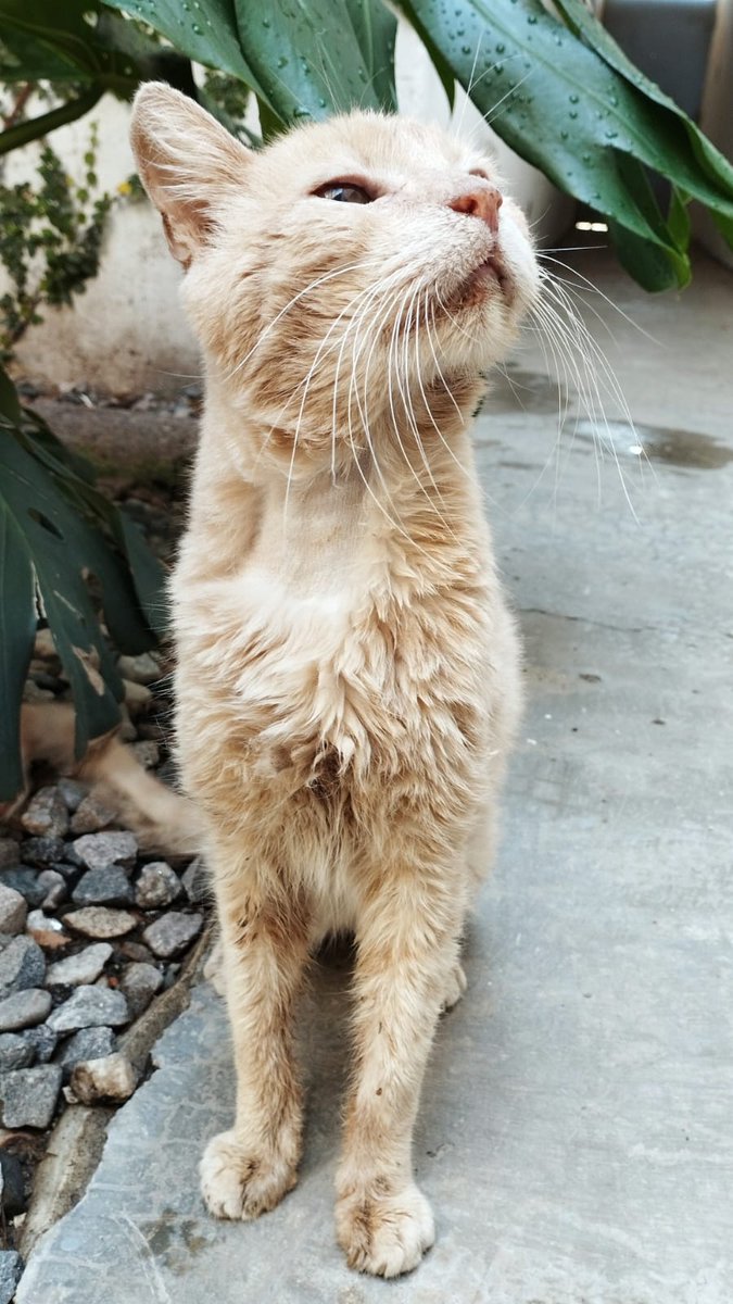 Fdv86c's tweet photo. Rifa x gatito rescatado con VIF Necesita cuidados, medicación e inmunoterapia. Ibamos a hacerle una exodoncia pero como todos los valores de laboratorio le dieron mal se lo está recuperando primero. Nos ayudan a difundir? @VivireNuevaCba @Vivir_en_Guemes @andyferreyra @jorrton https://t.co/B9dbuECJ3i