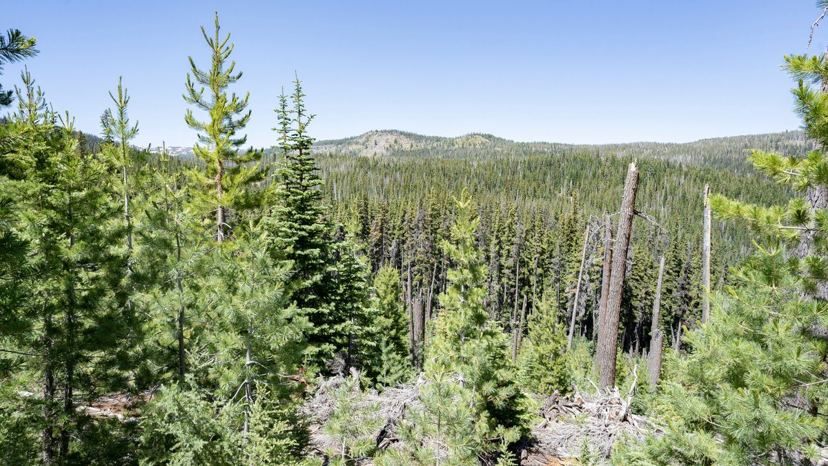 neverduskys's tweet photo. Tumalo Falls Loop
Deschutes National Forest 
Oregon https://t.co/dzVevXLSOT