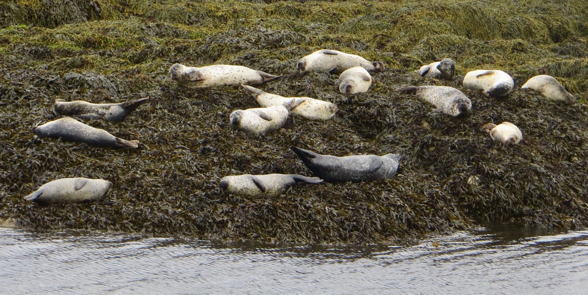@DavidBurt8 @MussTrail @birdinglothian @ScotWildlife @RSPBEdinburghLG @ForthNatureScot @EdinburghNats @BTO_Scotland @nature_scot @ScottishBirding @ELCrangers More laid back Scottish seals.