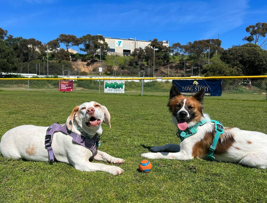Libbylowrider's tweet photo. IG furenz!!!!! My sis has her own IG page!!! @rescuedruca 🎉 🐾 Give her a follow and shell follow you back (of course!!) https://t.co/gFpyf0Poza https://t.co/UYi0nnQgmb