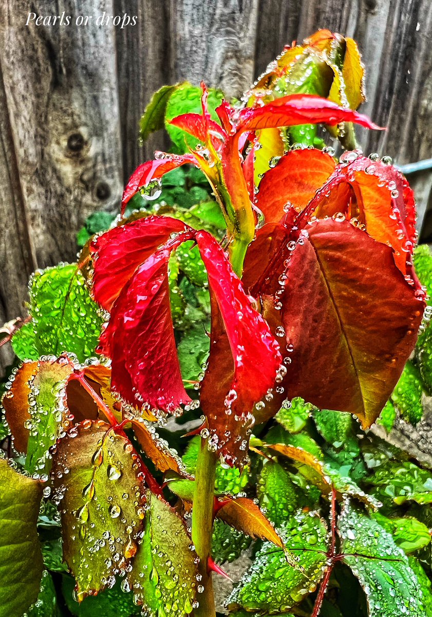 kingslife2009's tweet photo. An evening to cherish!!! Some fantastic moments with space friends followed by a walk in the rain. Glad it all happened. #nature #rainclicks https://t.co/MKmNZ5g5Hk