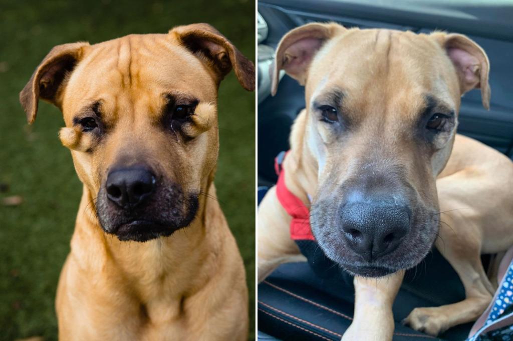 New York Post on Twitter "‘Ugly’ Florida shelter dog who went viral