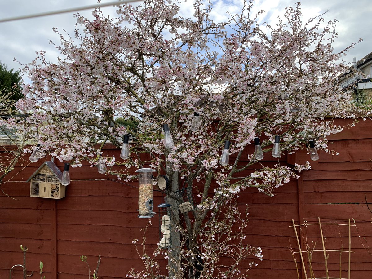 AlsosoftSue's tweet photo. Finally some colour in the garden and my first time potting some snow drops #camellia #blossom tree #Snowdrops #loveyourgarden https://t.co/EQomKGcTpL
