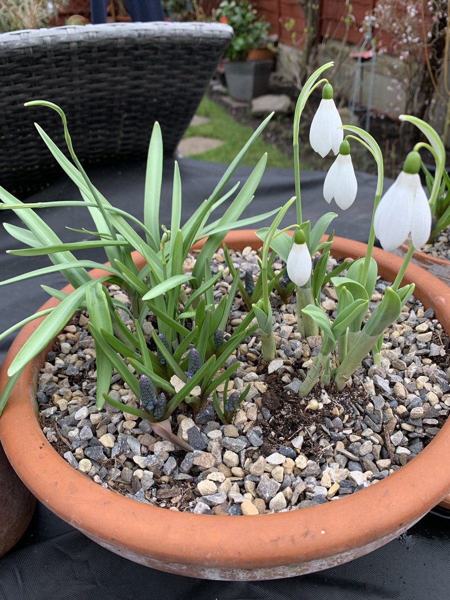 AlsosoftSue's tweet photo. Finally some colour in the garden and my first time potting some snow drops #camellia #blossom tree #Snowdrops #loveyourgarden https://t.co/EQomKGcTpL