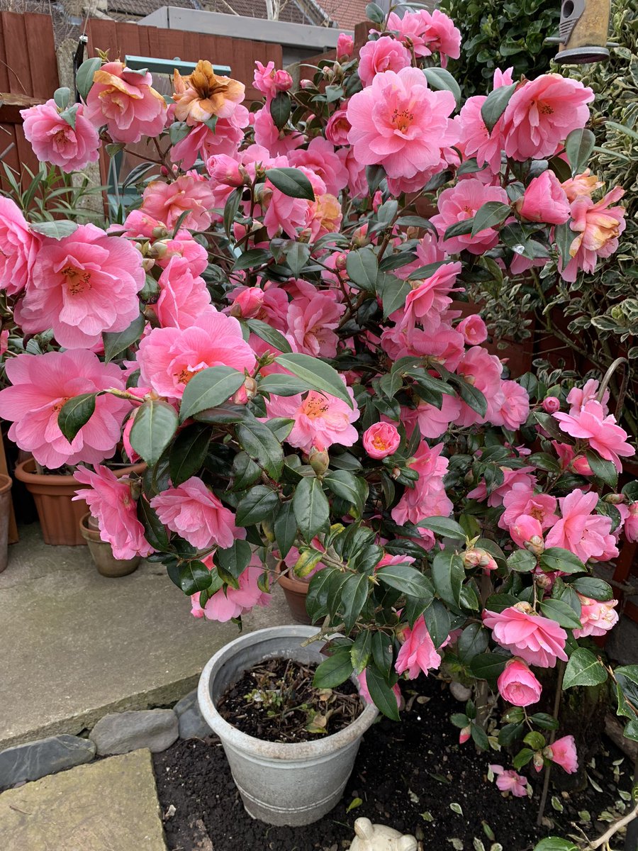 AlsosoftSue's tweet photo. Finally some colour in the garden and my first time potting some snow drops #camellia #blossom tree #Snowdrops #loveyourgarden https://t.co/EQomKGcTpL