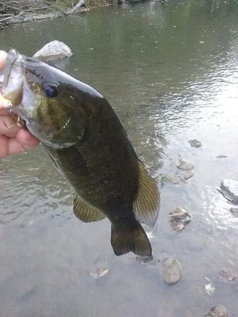 Brycen68514744's tweet photo. Day 92 of posting smallies !                                     #Iowa #Fishing #Hunting #Small #Smallie #Smallmouth #smallmouthbass #bass #bassfishing https://t.co/WA3hDuf1sD