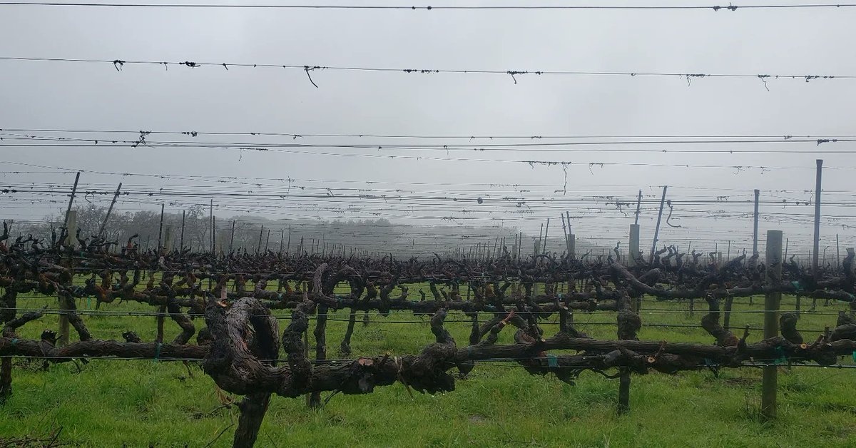jerseywinetours's tweet photo. When your doggies believe they are part duck...LOL...Vineyard mud puddles amidst the rain. Spring has sprung! Bring on the sun! #sonomacounty #russianriver #respectrussianriver #dogsofwine #SpringEquinox #winetourism https://t.co/fRa2jV4HE0