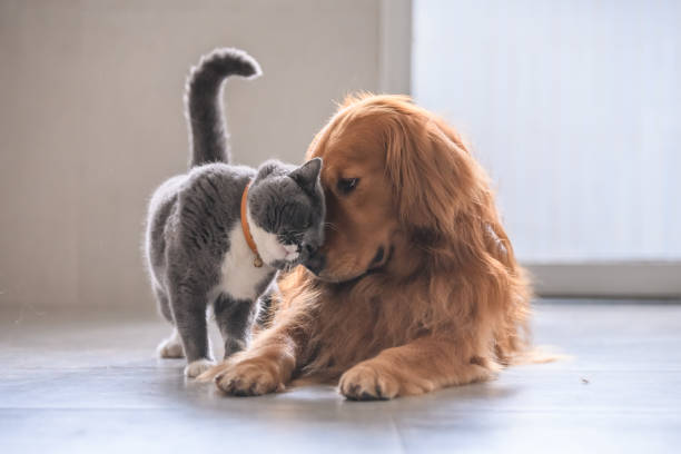 ecalixto's tweet photo. Las mascotas contribuyen positivamente a nuestra salud mental durante el confinamiento: el apoyo emocional que los animales nos otorgan genera oxitocina en el cerebro humano que disminuye la ansiedad y el miedo.
#NeuroTuit https://t.co/oAan692Ffk