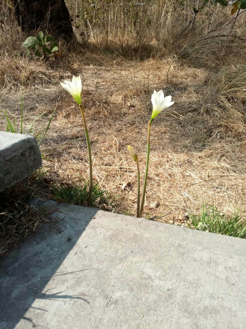 REPSA_UNAM's tweet photo. ¿Mayitos en este mes? 
¡Si! debido a las recientes lluvias en el Pedregal... Ya salieron los 'Marzitos'  🌱🤍
#CUhogarDeBiodiversidad #Silvestre #Nativa https://t.co/HWoO1FwfYA