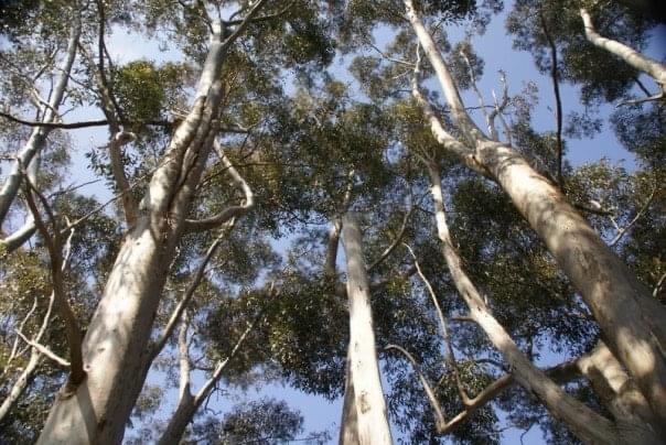 SonyaSemmens's tweet image. Happy International Day of Forests! 💚🐨🦜🦉

They say you protect what you love. What&apos;s not to love about about a 300-foot carbon-rich Regnan on a 373 million year old Devonian volcano packed with rare and iconic wildlife? Adorable!

#StopNativeForestLogging #auspol #springst