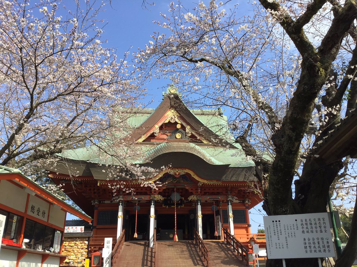 fusebenten's tweet photo. 桜も7〜8分咲きになりました🌸今日は空も青くていい感じなのにお参りいつもより少ないな…と思ったらちょうどWBC決勝でしたね！オリンピックでも特に注目選手が出る日は境内ががらんとしています🥇おうちでもお花見できるようにお写真どうぞ🌸😊🌸
#布施弁天 #桜 #椿 #柏市 #寺 #花見 https://t.co/W3518TUP12