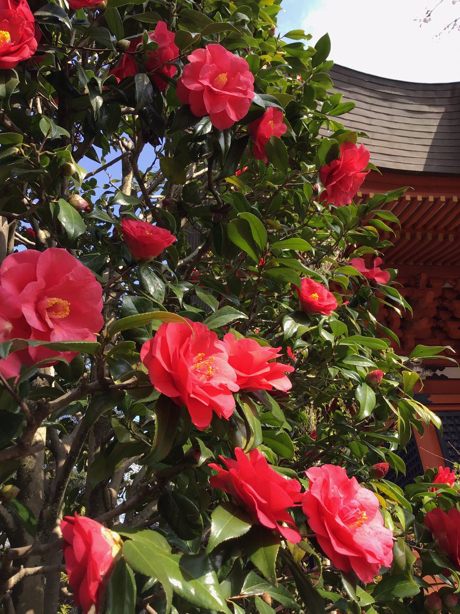 fusebenten's tweet photo. 桜も7〜8分咲きになりました🌸今日は空も青くていい感じなのにお参りいつもより少ないな…と思ったらちょうどWBC決勝でしたね！オリンピックでも特に注目選手が出る日は境内ががらんとしています🥇おうちでもお花見できるようにお写真どうぞ🌸😊🌸
#布施弁天 #桜 #椿 #柏市 #寺 #花見 https://t.co/W3518TUP12
