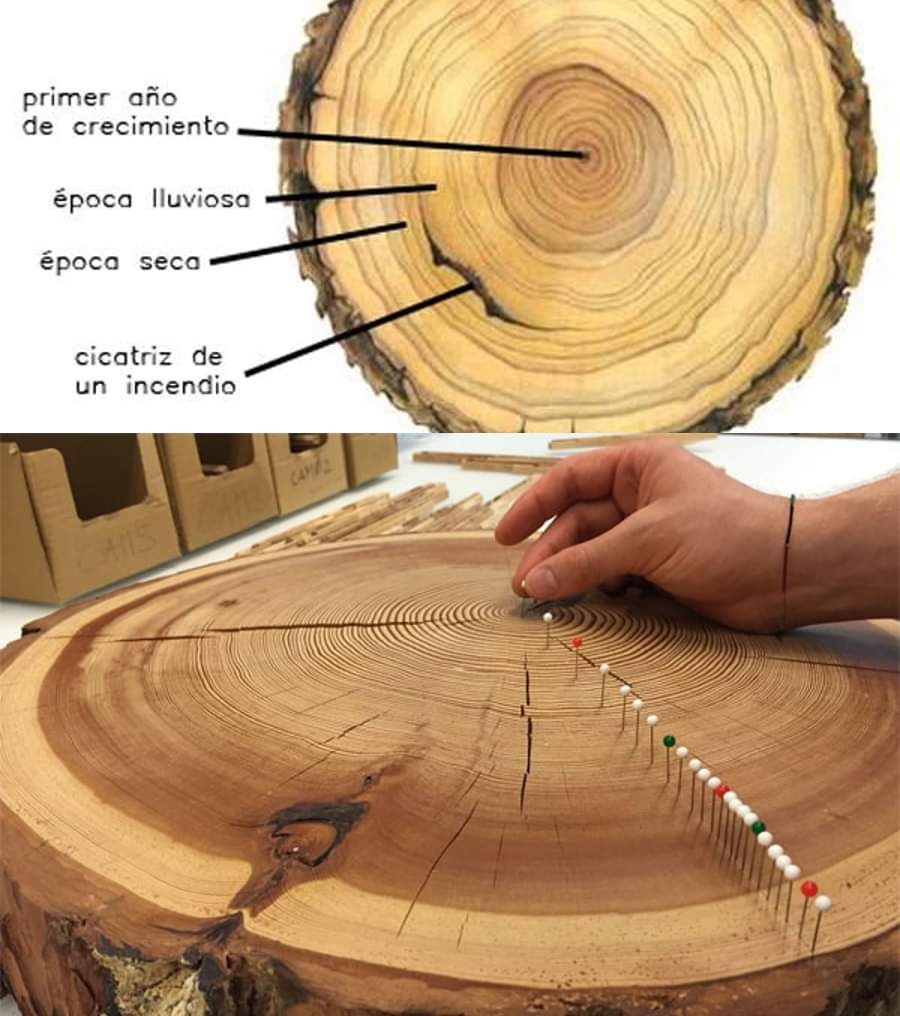 InformaCosmos's tweet photo. De este modo es como se puede estimar la edad de un árbol. 

En el interior del tronco del árbol se genera un nuevo anillo cada año, este varía de acuerdo a las condiciones en aquel momento. https://t.co/dXLW04URQ8