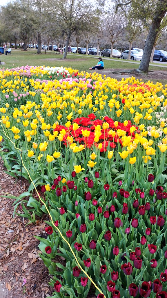 Tulips during Spring! Saw these on my walk at the park.