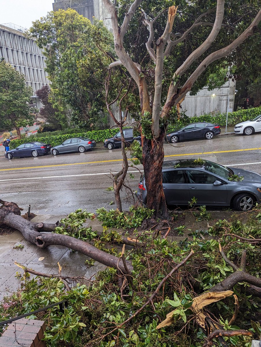 peterpanwashere's tweet photo. @MikeIsaac I moved my grey car 2 minutes before the 2nd tree fell https://t.co/cu4HYvCx1h