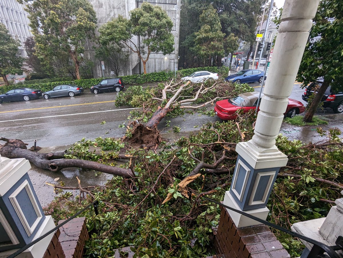 peterpanwashere's tweet photo. @MikeIsaac I moved my grey car 2 minutes before the 2nd tree fell https://t.co/cu4HYvCx1h
