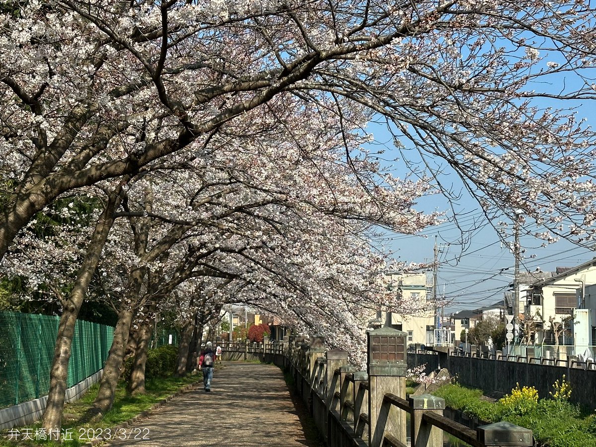 ichikawa_shi's tweet photo. ||◤真間川 #桜 定点観測⑦
　  ただいま五分咲き🌸 ◢||

#五分咲き ほどになりました😊
桜並木によっては
ほぼ #満開 の桜も🌸

写真📸&amp;動画🎥で
#真間川 の桜をお楽しみください📢 https://t.co/8mGVwZ8OLi