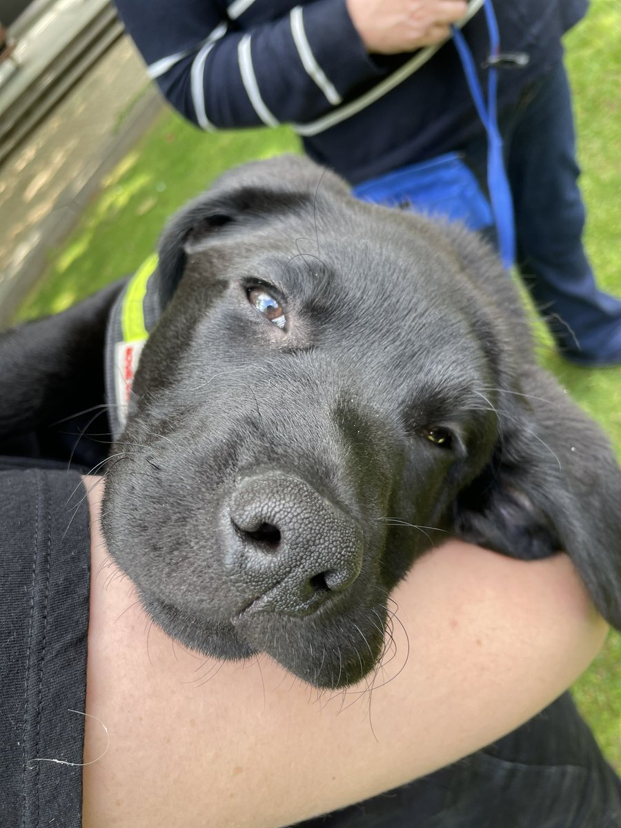 I have puppy hair all over me and I don’t care. 

This pup will become an assistance dog for a veteran w PTSD. #latrobeuni