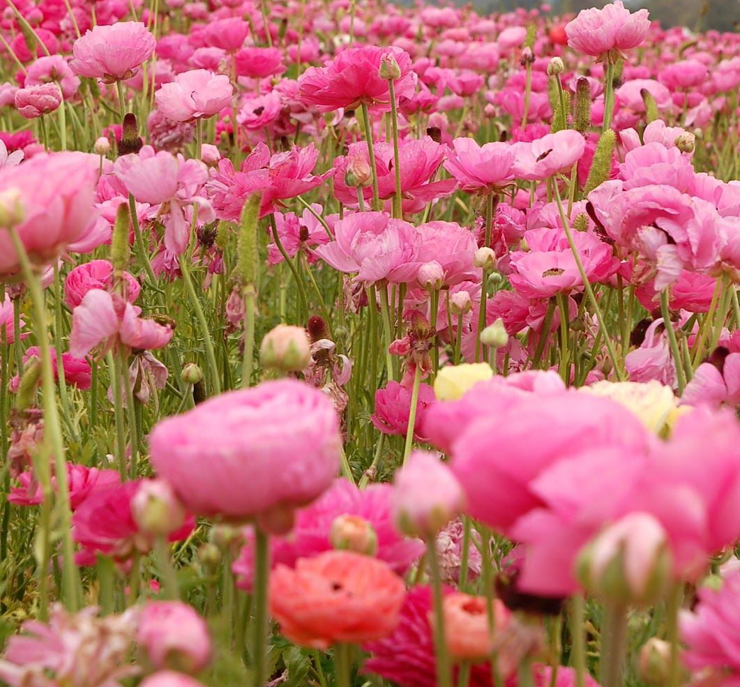 MercelCA's tweet image. |
↳ ♡₊˚. 03 liner // kpop lvr est. 2014

 #kpoptwt + #atinytwt ± #stantwt

ults; ateez, twice, victon, (g)i-dle, loona // #atiny #once #alice #neverland #orbit 

🌸 mostly post about ateez 🌸
no hate zone!!!

v《check thread for more》v