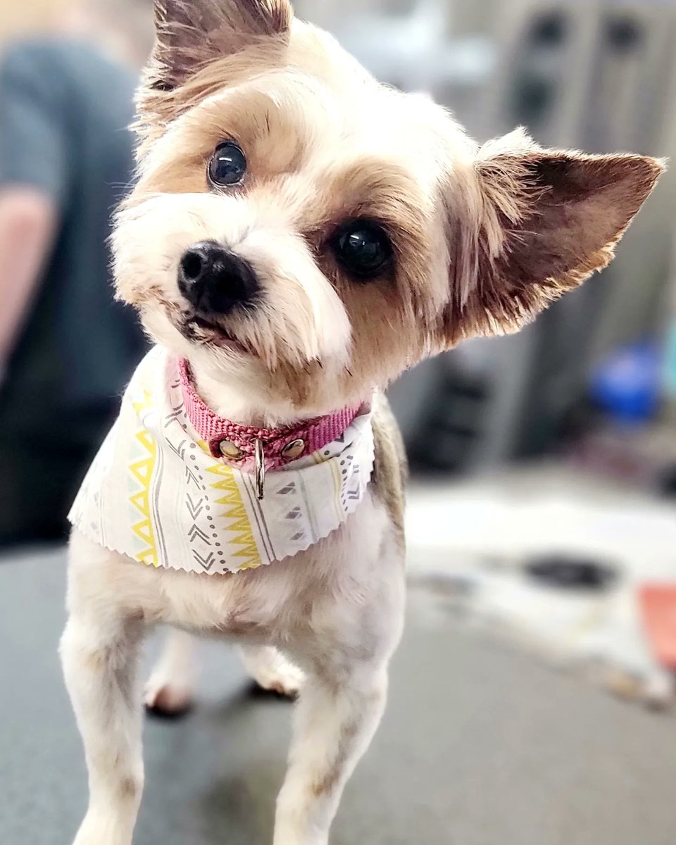 SouthernPawsNC's tweet photo. #GroomsByLiz #SouthernPawsSalon #DogsOfEdenton #EdentonNC #Chowancounty https://t.co/dFHu23naiZ