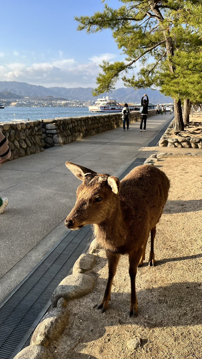安芸の宮島食べ歩き🍁
鹿ちゃんがウロウロしている🦌
#牡蠣のクラムチャウダー
#ネギタコの天ぷら
#バターサンドもみじ