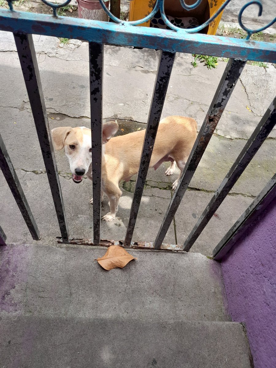Ellos buscan su alimento pero ya no tenemos 😔 #ayuda estamos a 0