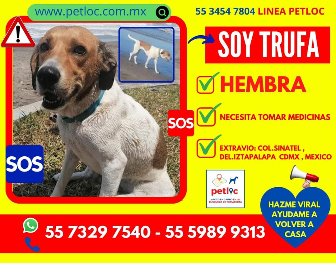 sayhellototania's tweet image. ¡Hola @f_solorzano! Me podrías regalar un RT, queremos que Trufa vuelva a su hogar. Muchas gracias ✨🐕