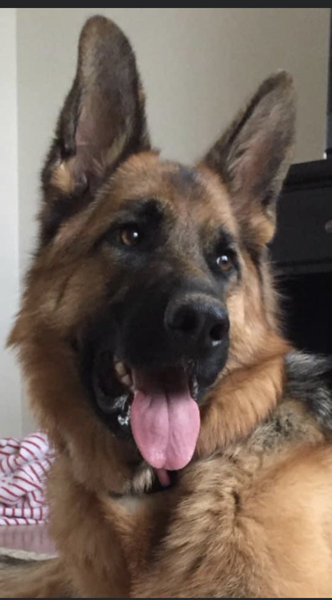 Sydney 🐕 & Luka ⛑ tweet media